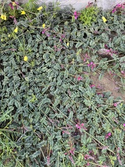 Indigofera humifusoides