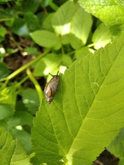 Succinea putris