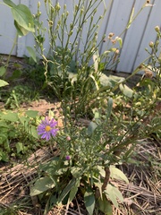 Symphyotrichum oolentangiense