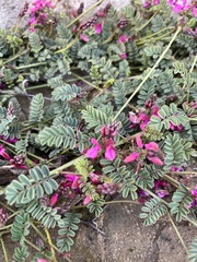 Indigofera humifusoides