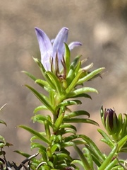 Wahlenbergia stellarioides