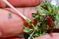 Bouvardia erecta