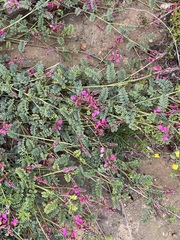 Indigofera humifusoides