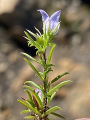 Wahlenbergia stellarioides