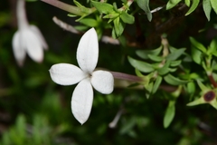 Bouvardia erecta
