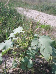 Xanthium orientale riparium