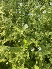 Stellaria