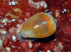 Cystiscidae