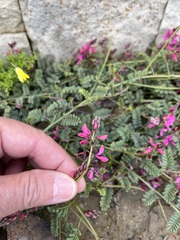 Indigofera humifusoides