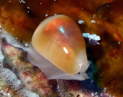 Cystiscidae