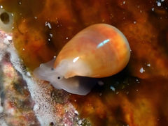 Cystiscidae