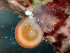 Cystiscidae