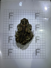 Sclerophrys pantherina