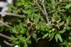 Bouvardia erecta