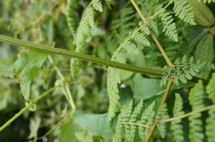 Dennstaedtia scandens