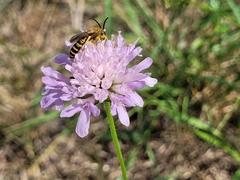 Knautia arvensis