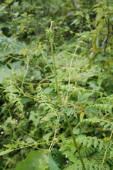 Dennstaedtia scandens