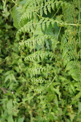 Dennstaedtia scandens