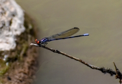 Argia oenea