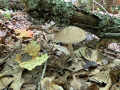 Leccinellum albellum