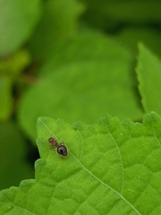 Meranoplus bicolor