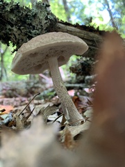 Leccinellum albellum