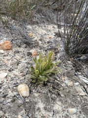 Drosera cistiflora
