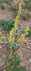 Verbascum songaricum