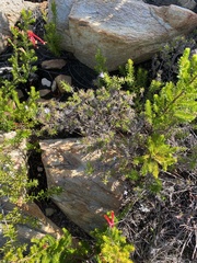 Wahlenbergia stellarioides