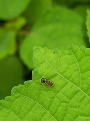 Meranoplus bicolor