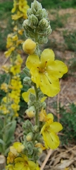 Verbascum songaricum