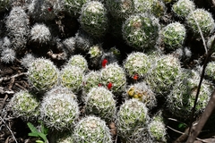 Mammillaria sphacelata