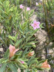 Lobostemon glaucophyllus