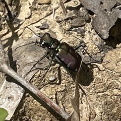 Cicindela limbalis