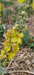 Verbascum songaricum