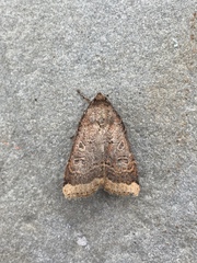 Abagrotis alternata