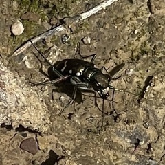 Cicindela limbalis
