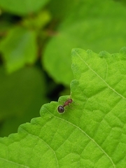 Meranoplus bicolor