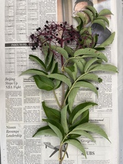 Sambucus canadensis