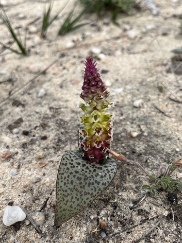 Lachenalia membranacea