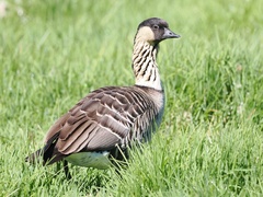 Branta sandvicensis
