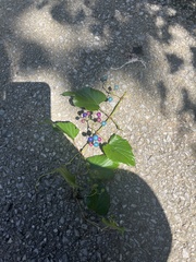 Ampelopsis