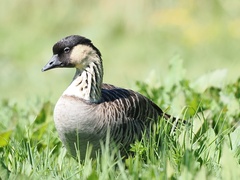 Branta sandvicensis