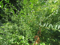 Ligustrum vulgare