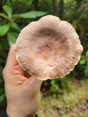 Lactarius helvus