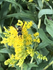 Ancistrocerus