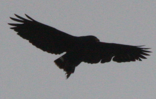 Buteogallus anthracinus