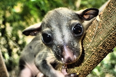 Phalangeridae