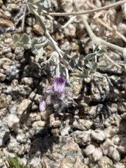 Astragalus austiniae