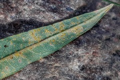 Pucciniastrum epilobii